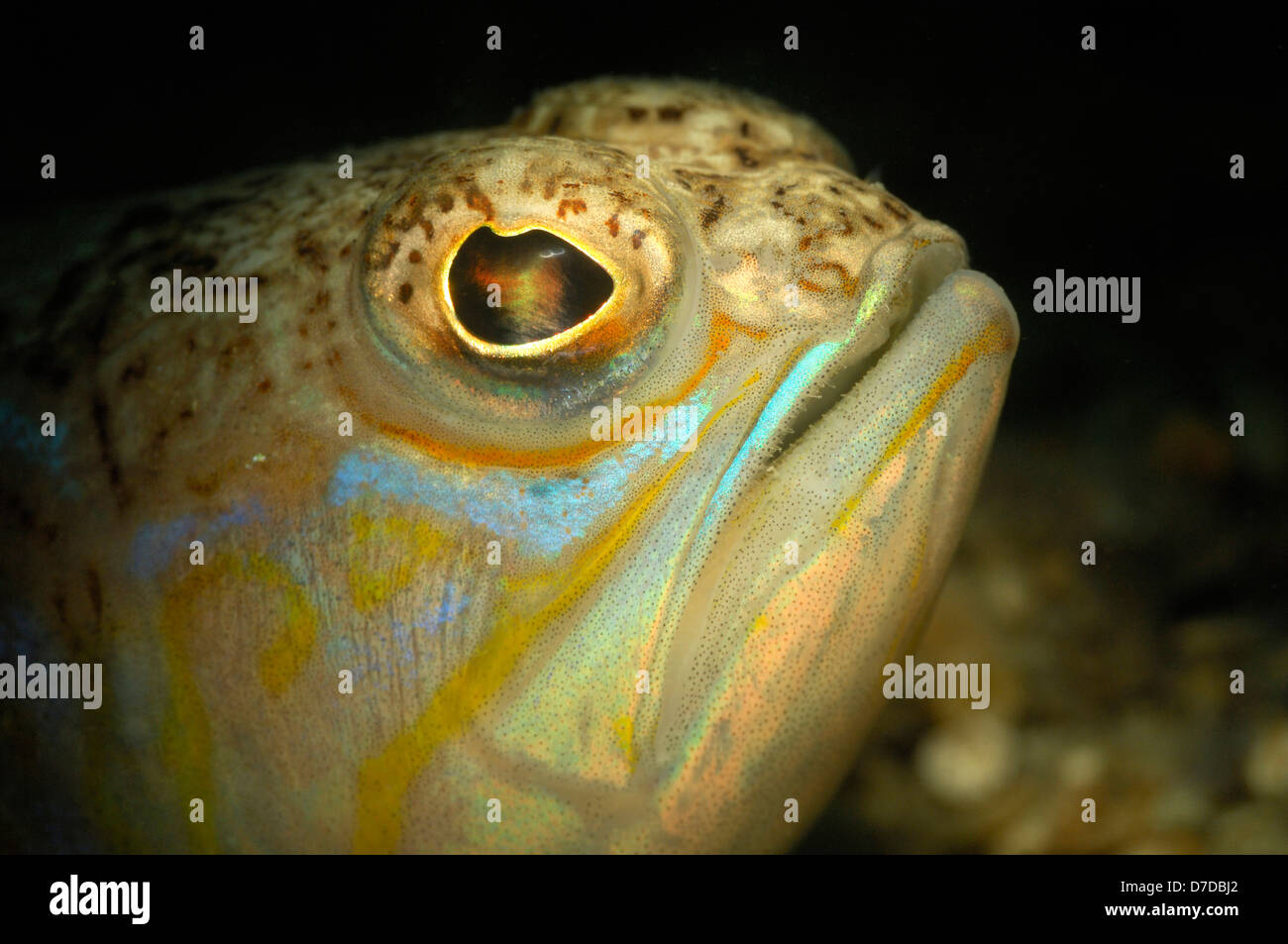 Größere Petermännchen, Trachinus Draco, Piran, Adria, Slowenien Stockfotografie - Alamy