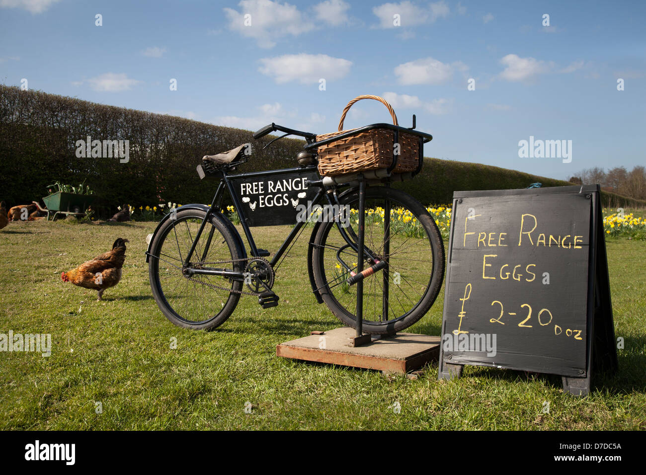 Lebende Hühner, Hühner und Freilandeier zum Verkauf Sign on Old Bicycle Sale Trailer  Roadside in Pickering, North Yorkshire, Großbritannien Stockfoto