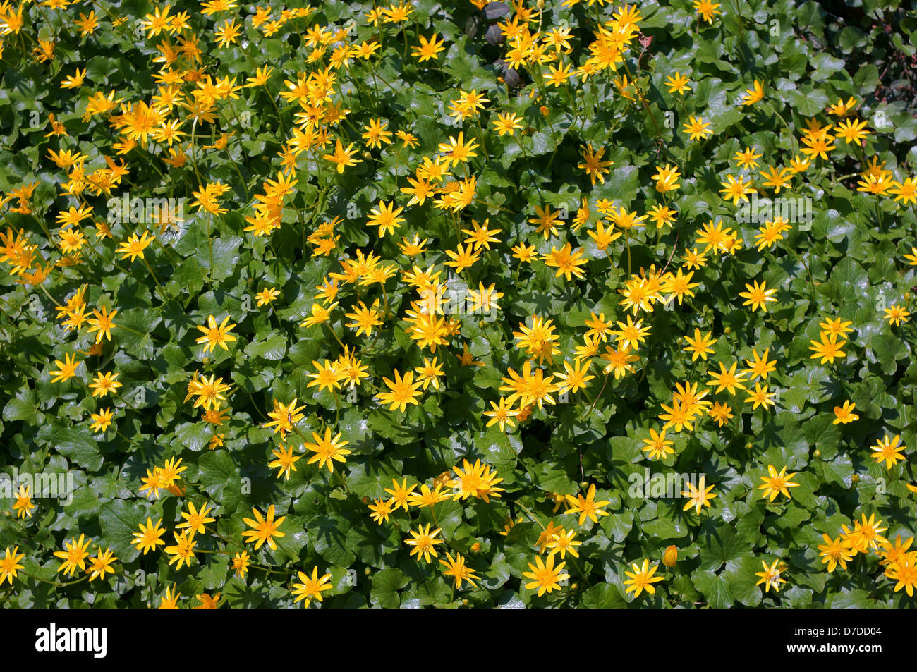 Kleinen Celandines gelb Frühling Blumen Ranunculus Ficaria Ficaria verna Stockfoto