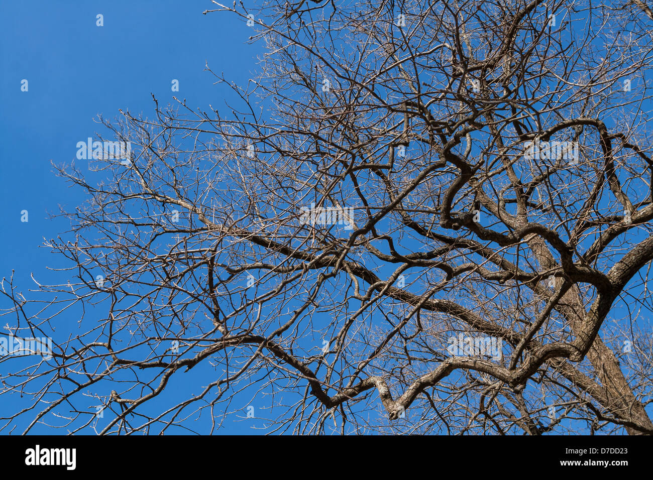 Silhouette-Baum mit Brunchs am blauen Himmel Stockfoto