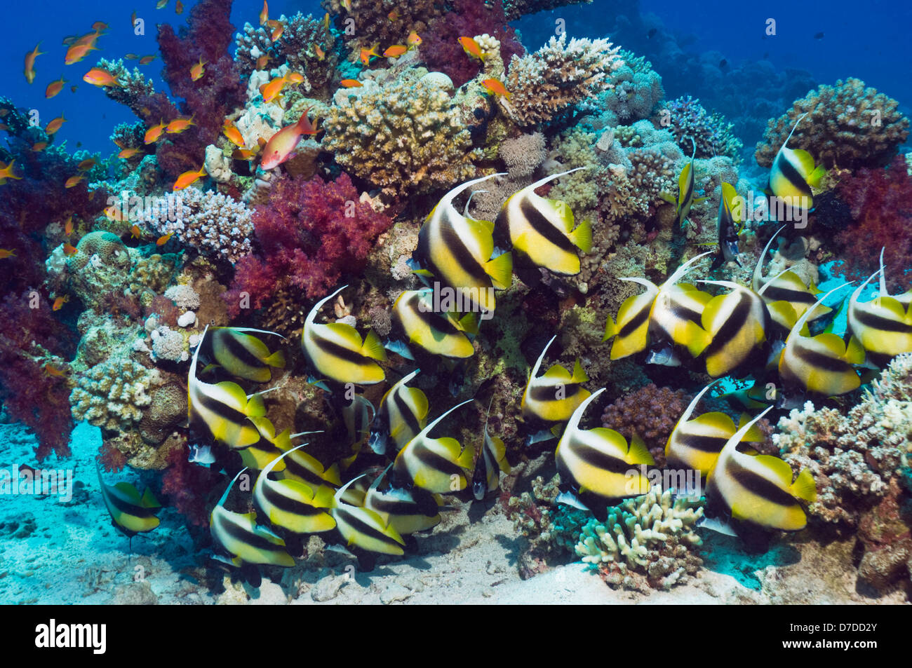 Rotes Meer Bannerfish (Heniochus Intermedius) in Ruhe am Korallenriff. Egytpt, Rotes Meer. Stockfoto