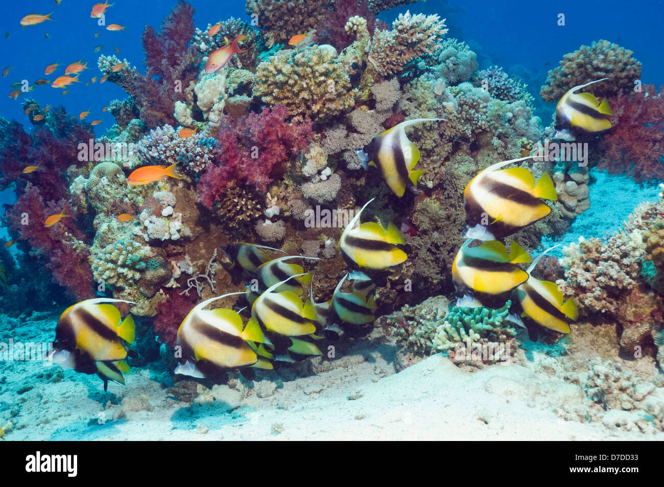 Rotes Meer Bannerfish (Heniochus Intermedius) in Ruhe am Korallenriff. Egytpt, Rotes Meer. Stockfoto