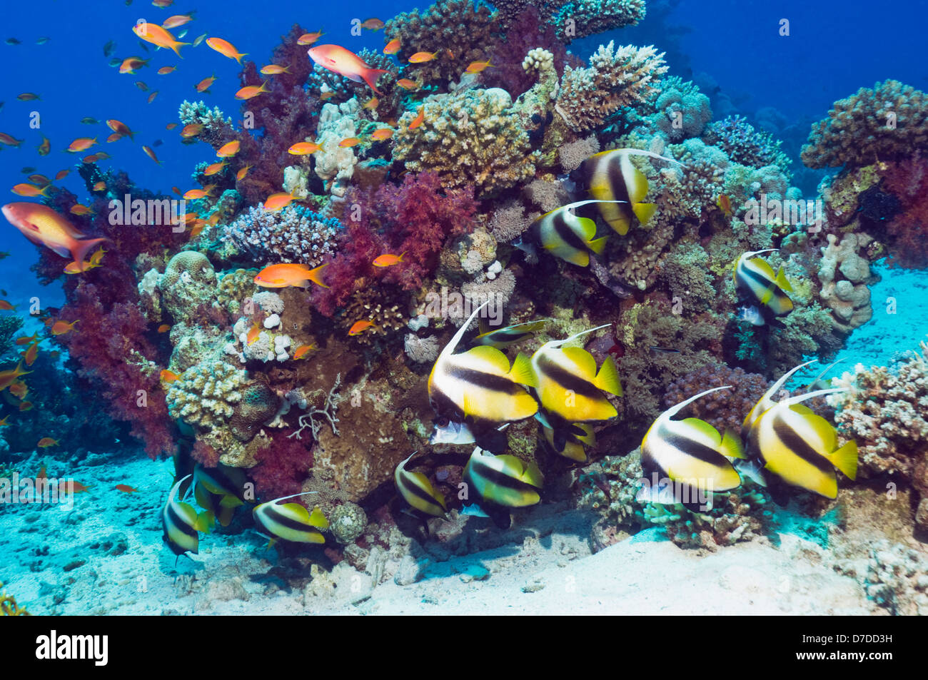 Rotes Meer Bannerfish (Heniochus Intermedius) in Ruhe am Korallenriff. Egytpt, Rotes Meer. Stockfoto