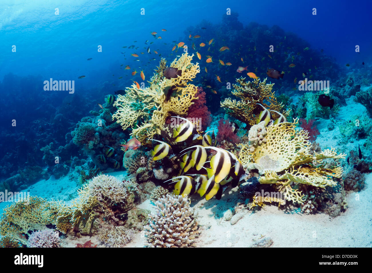 Rotes Meer Bannerfish (Heniochus Intermedius) in Ruhe am Korallenriff. Egytpt, Rotes Meer. Stockfoto