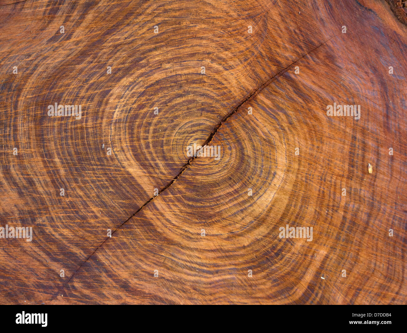 Ringe auf Querschnitt der Baumstamm Stockfoto