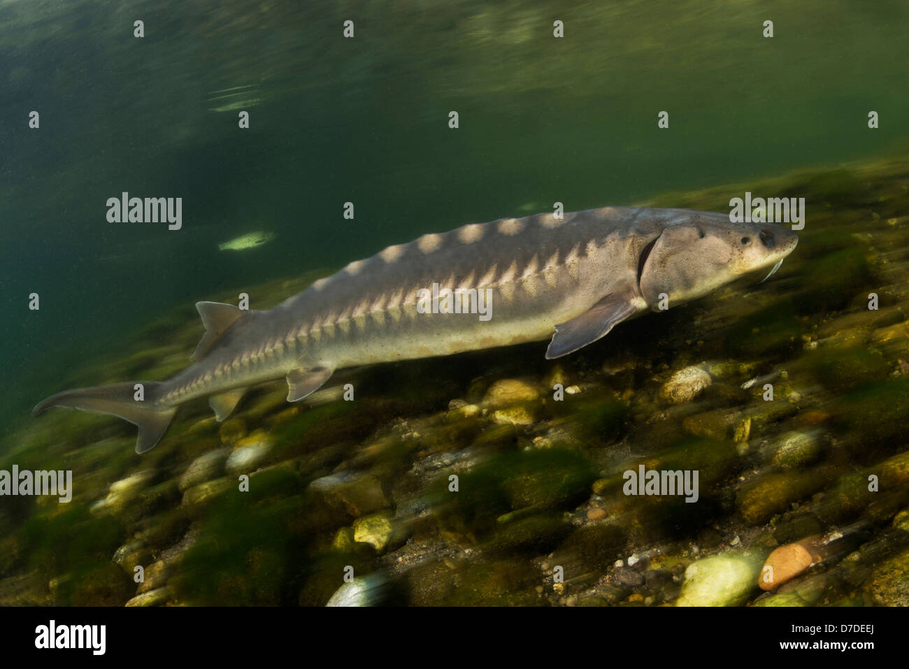 Sturgeon fish acipenser -Fotos und -Bildmaterial in hoher Auflösung – Alamy