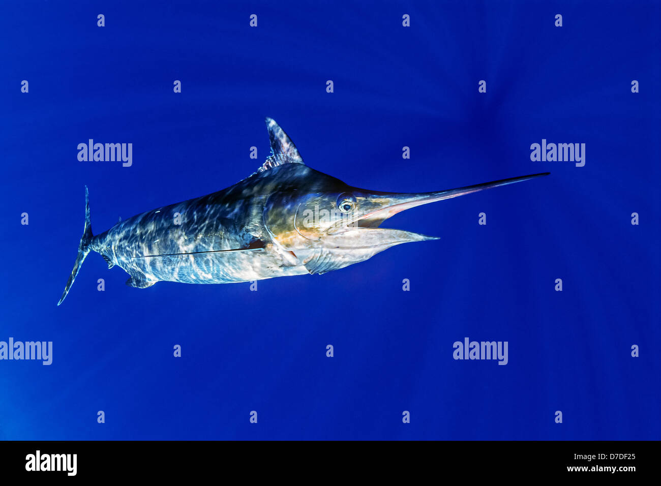 Blue Marlin Underwater Stockfotos und bilder Kaufen Alamy