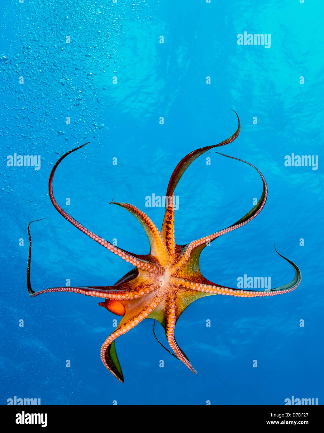 Tag-Krake, Octopus Cyanea, Kohala Coast, Big Island, Hawaii, USA Stockfoto