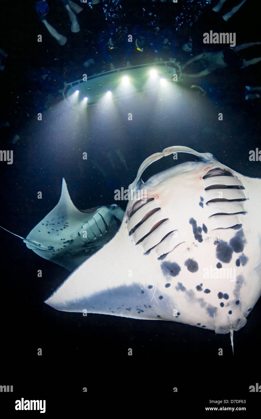 Manta-Rochen Feeding Frenzy in der Nacht, Manta Alfredi, Kona Coast, Big Island, Hawaii, USA Stockfoto