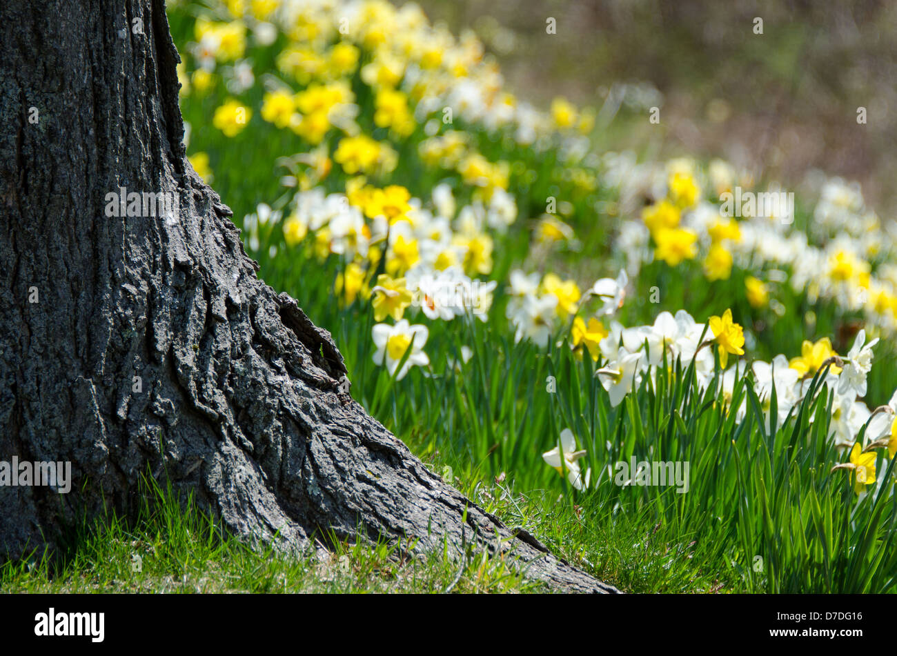 Eine Schneise der Narzissen Kaskaden hinunter einen steilen Ufer hinter einem Baum grob entrindet. Stockfoto