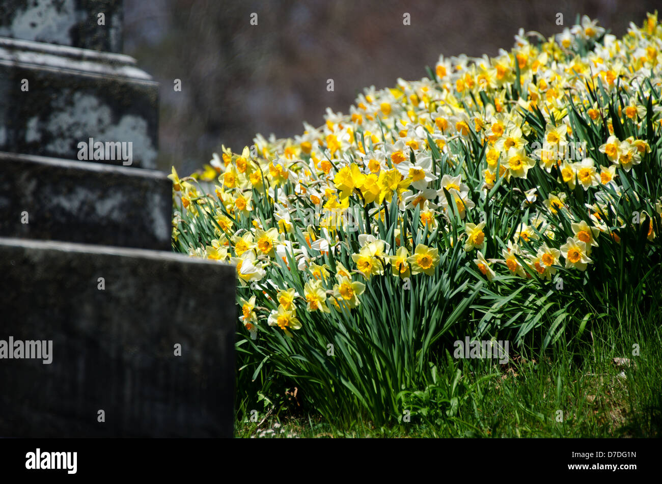 Eine Masse von Narzissen Massen um die Basis für ein verwitterter Grabstein in einem alten Friedhof. Stockfoto