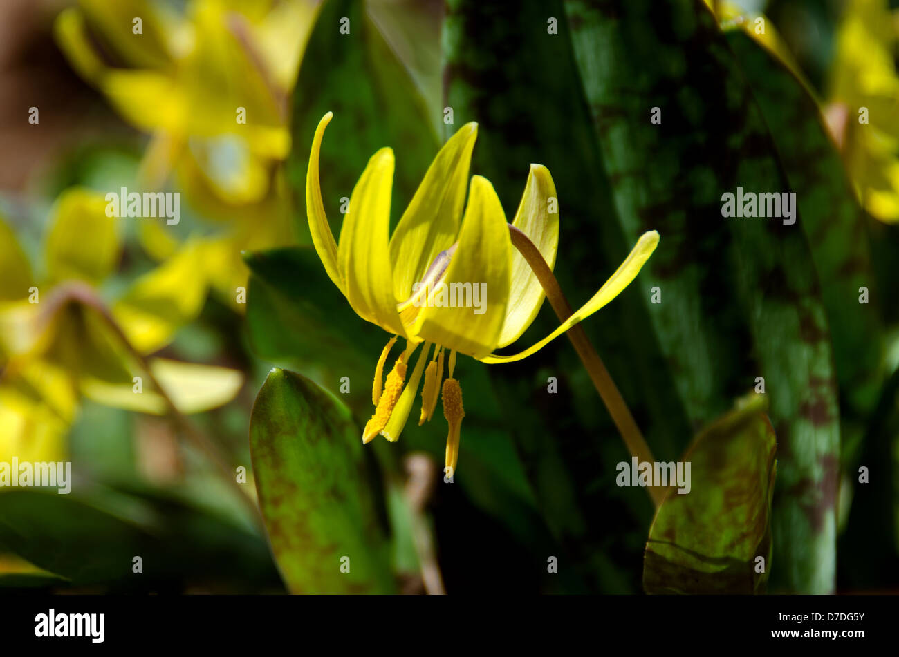 Detailansicht einer Forelle Lily (Erythronium Americanum) Blume. Stockfoto