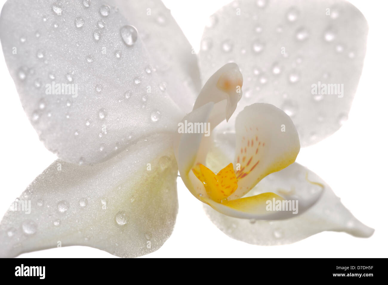 weiße Orchidee Blume im Detail isoliert auf weißem Hintergrund Stockfoto