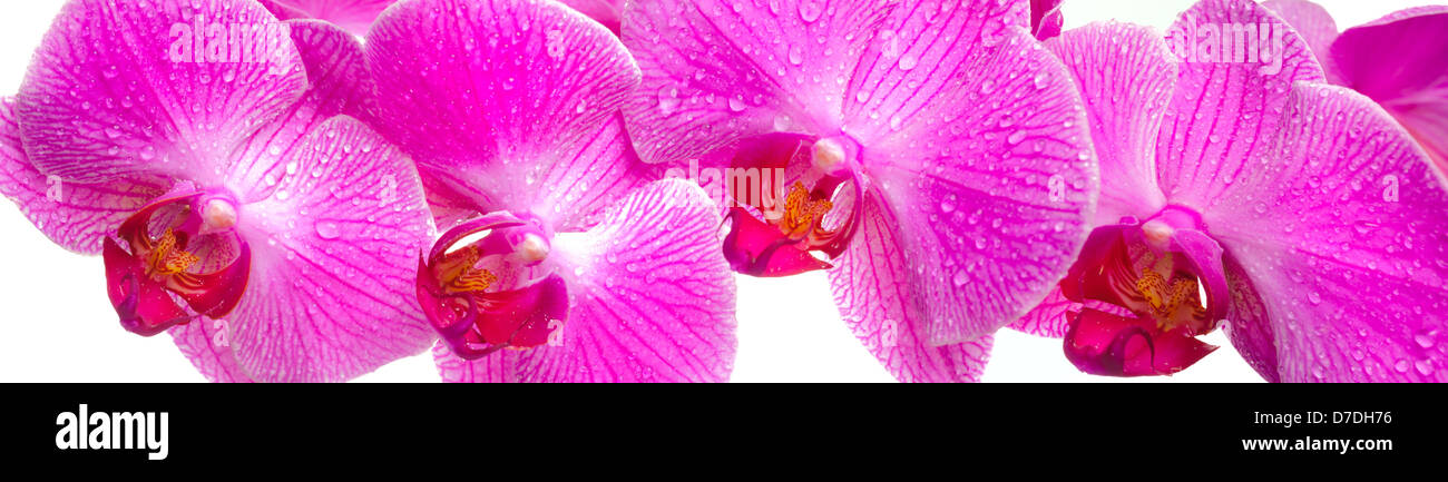 Panoramablick über rosa Orchidee blüht Stockfoto