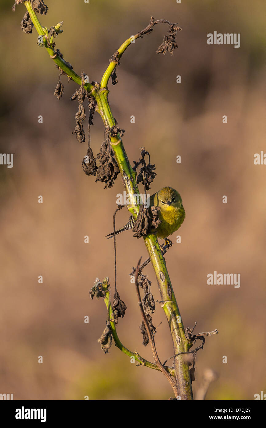 Orange-gekrönter Warbler (Oreothlypis Celata) männlich Futtersuche auf Anacapa Island, Channel Islands Nationalpark, Kalifornien, USA Stockfoto