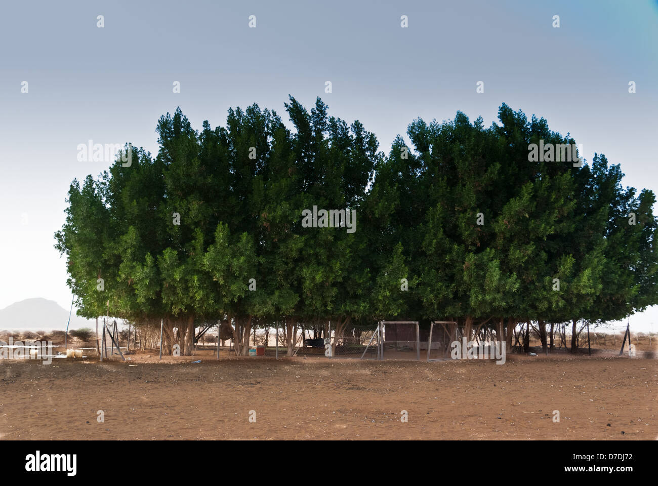 Mini-Oase auf einer Wüste in der Nähe von Musawwarat as-Sufra, in der Tat gibt es einen Wasserturm innen, nördlichen Sudan Stockfoto