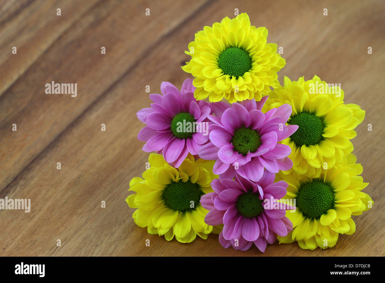 Gelb und rosa Santini Blumenstrauß auf Holzoberfläche mit Textfreiraum Stockfoto