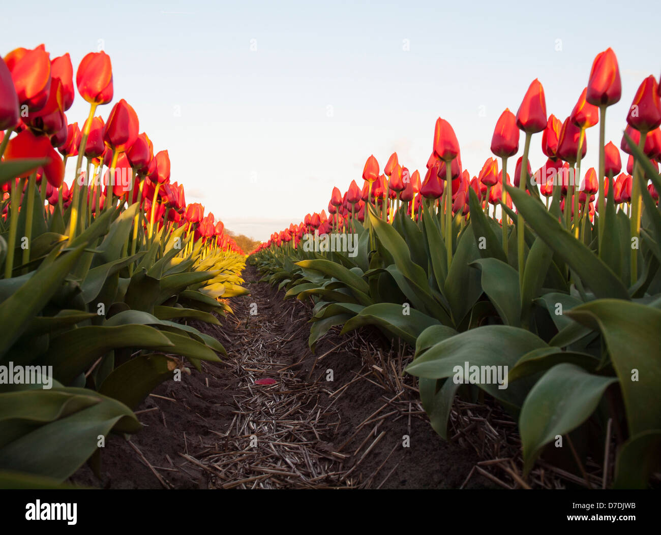 Reihen von noch nicht voll geöffnet rote orange Tulpen in einem Birne Feld entnommen einer niedrigen Perspektive im Abendlicht. Stockfoto