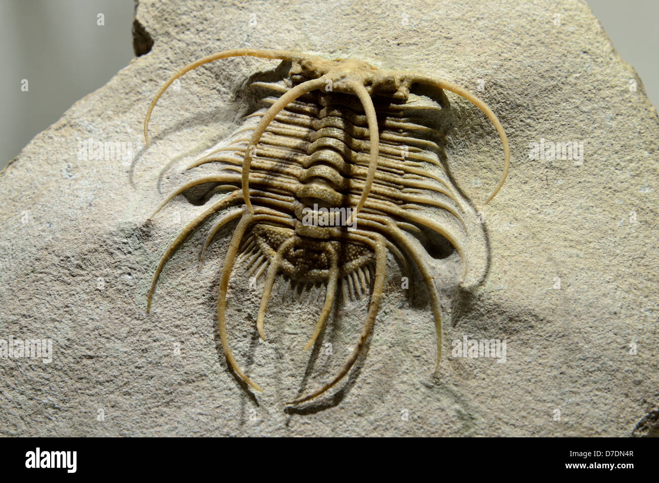 Fossilen Trilobiten Boedaspis Ensifer mit fasziniert Stacheln. Ordovician Alter. Stockfoto