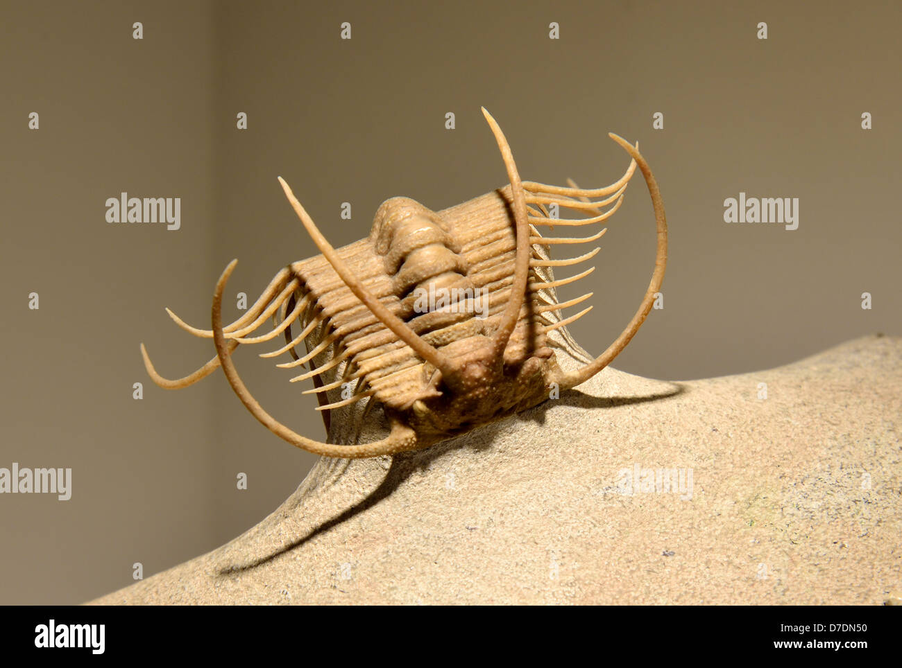 Fossilen Trilobiten Boedaspis Ensifer mit fasziniert Stacheln. Ordovician Alter. Stockfoto