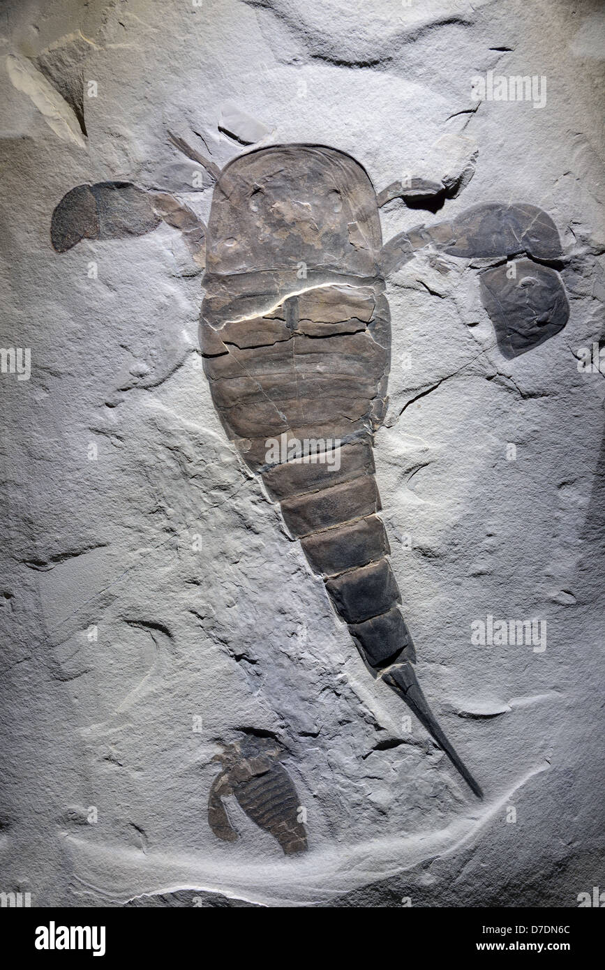 Fossilen Meer Scorpion Eurypterus Remipes. Silurian Alter. Stockfoto