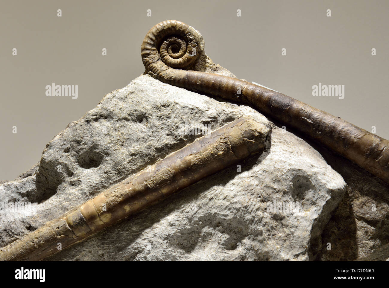 Fossile Nautiliden. Ordovician Alter Stockfotografie Alamy