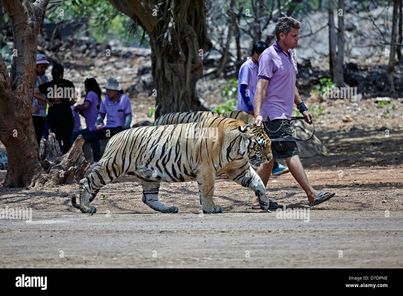 Tiger und Hüter im berühmten Wat Pa Luangta Bua Tiger-Tempel Kanchanaburi Thailand S.E. Asien Stockfoto