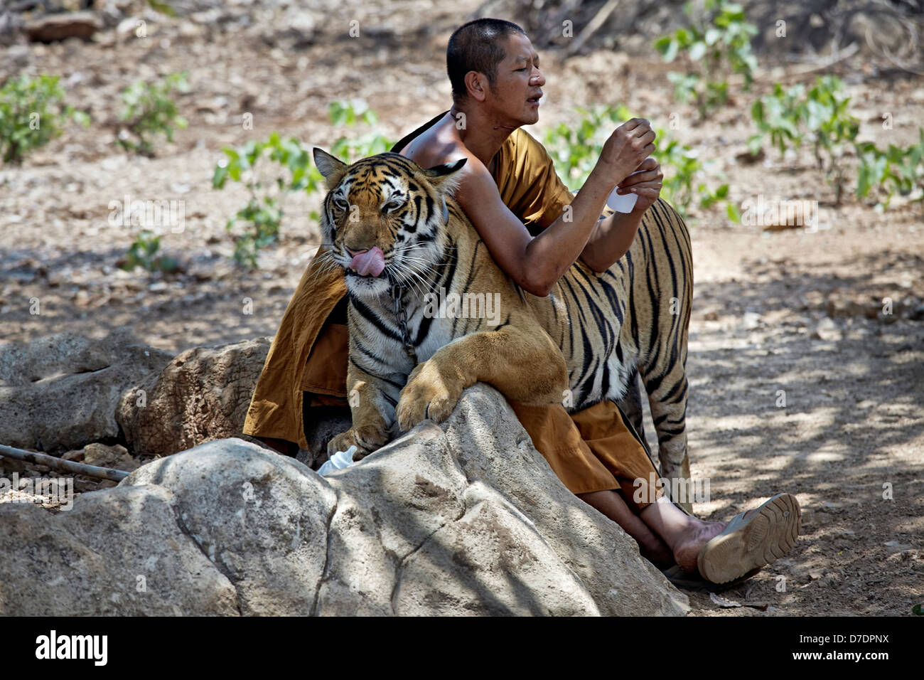 Tiger und Mönch am berühmten Wat Pa Luangta Bua Tiger Tempel Kanchanaburi Thailand S.E. Asia. Füttern Des Tigers Stockfoto