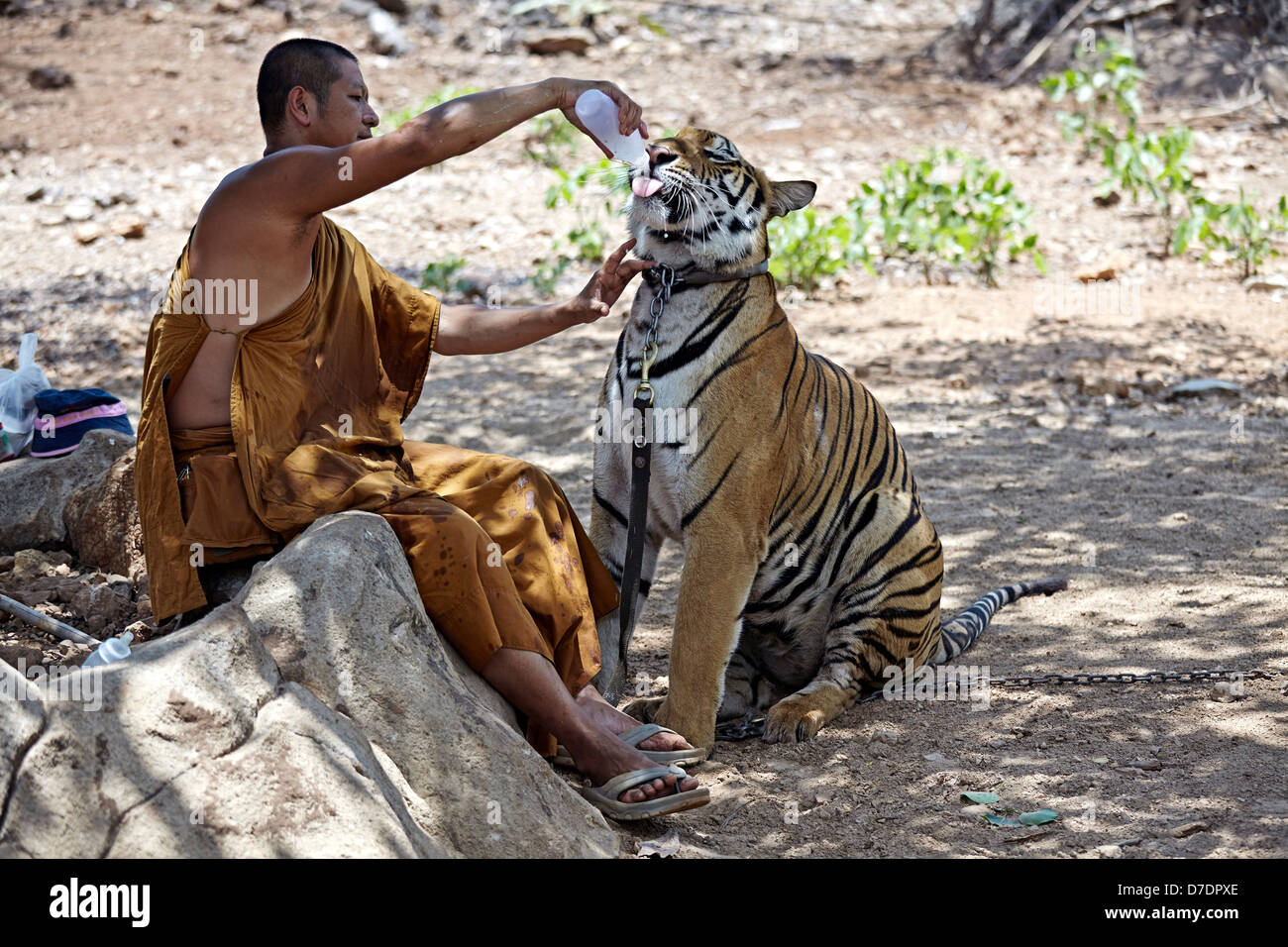 Tiger und Mönch am berühmten Wat Pa Luangta Bua Tiger Tempel Kanchanaburi Thailand S.E. Asia. Füttern Des Tigers Stockfoto