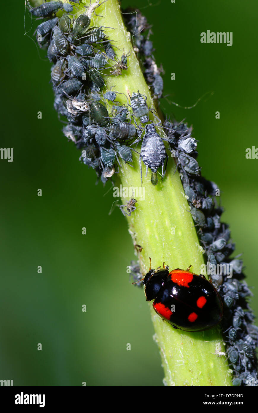 Makro-Marienkäfer und Blattläuse auf grünem Stiel Stockfoto