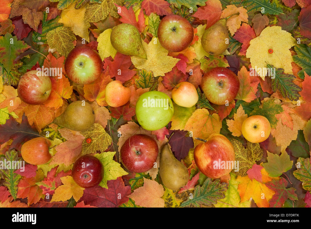 Bunter Herbst Blatt und Frucht als Hintergrund Stockfoto