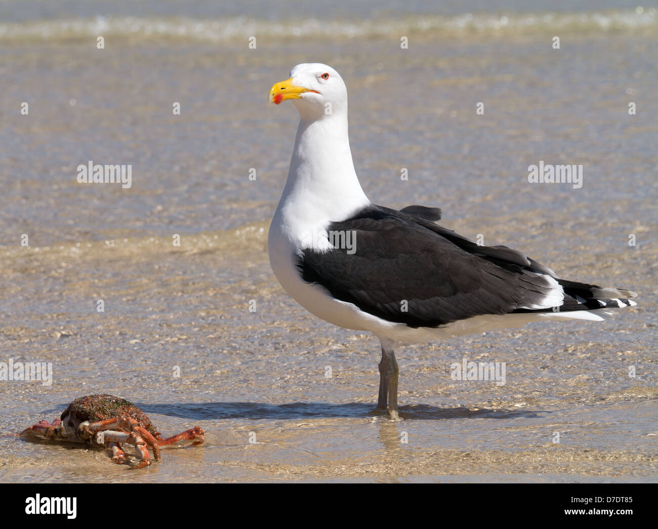 Eine große große Black-backed Gull bewachen eine Krabbe. Stockfoto