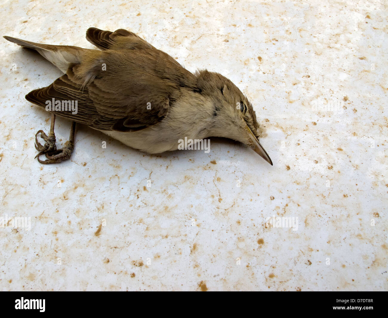 Makro-Blick auf einen toten Vogel am Boden Stockfoto