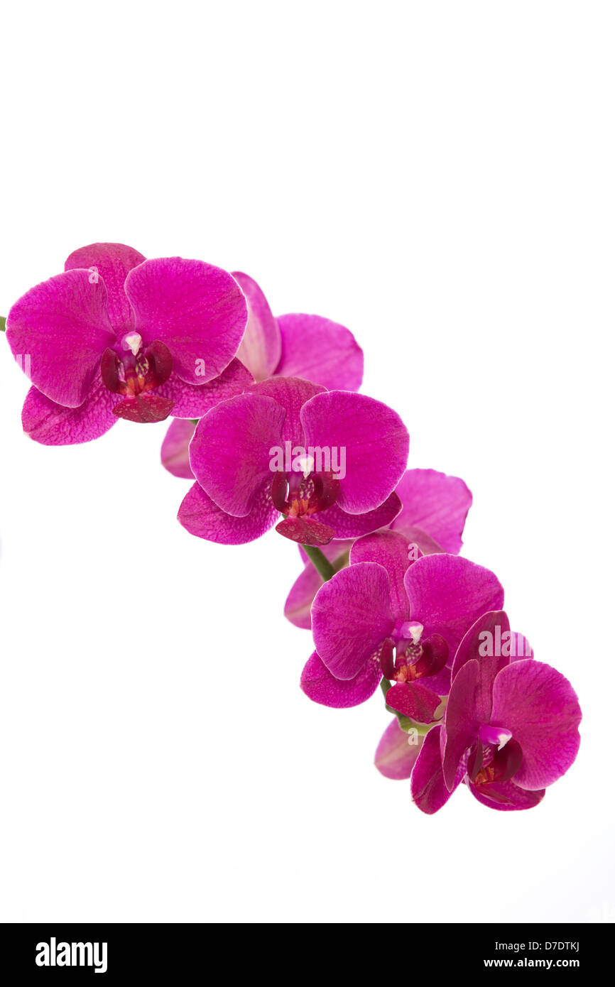 Blüten rosa Orchidee auf weißem Hintergrund Stockfoto