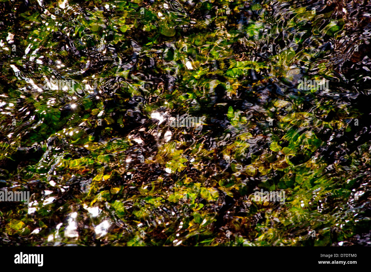 Wasser Unkraut im Stream river Stockfoto