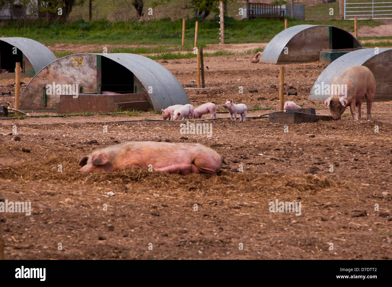 Schwein-Bogen in Bauernhof-Feldern Stockfoto