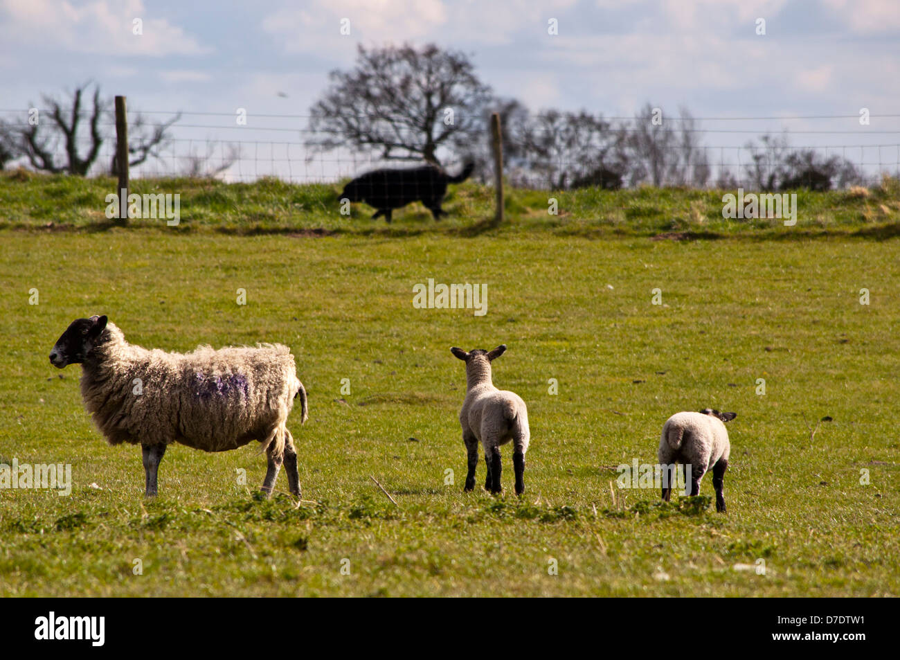 Schafe mit losen Hund sorgen Stockfoto
