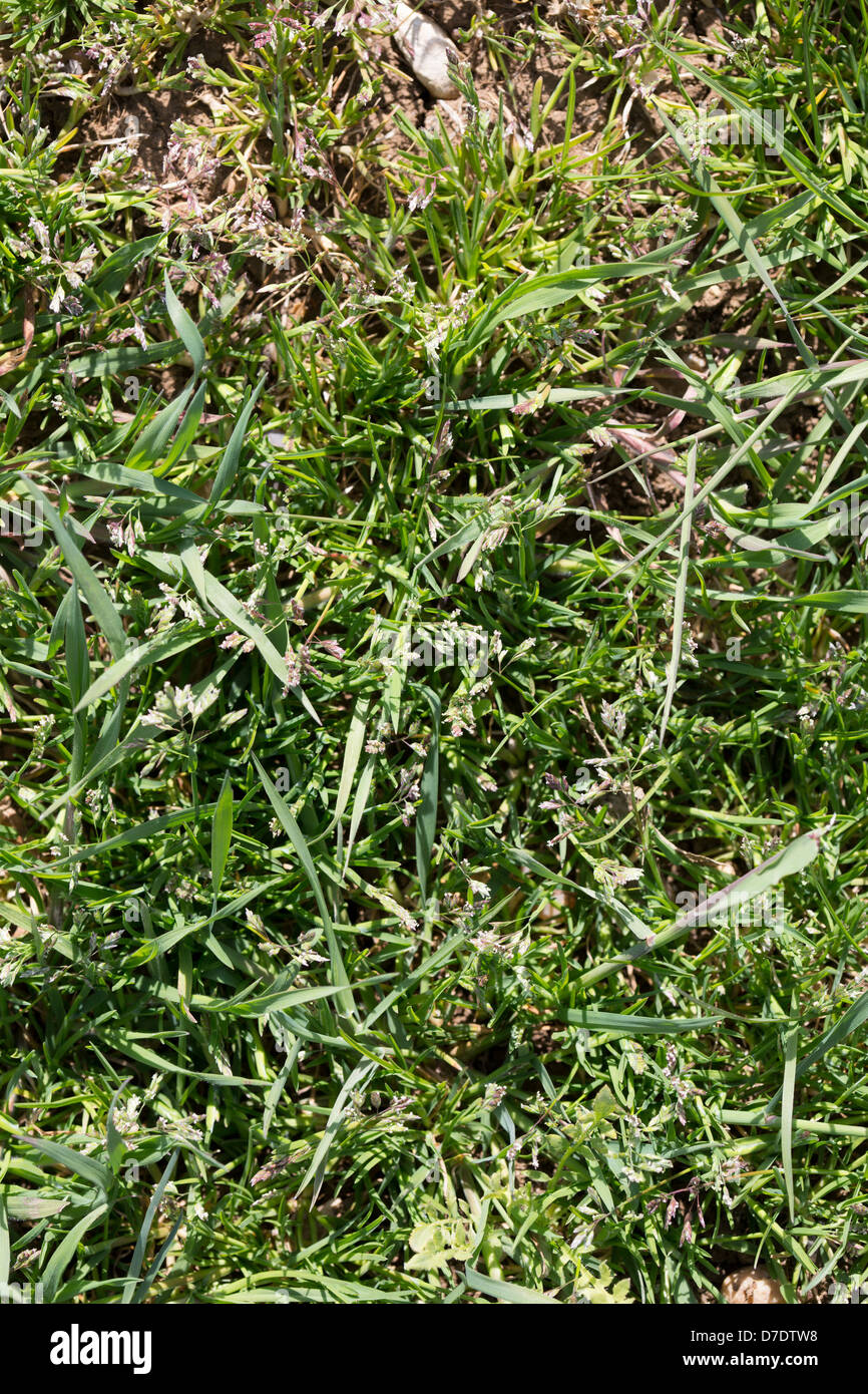 Jährliche Wiese-Grass Bild Tim Scrivener 07850 303986 tim@agriphoto.com É.covering Landwirtschaft in der UKÉ. Stockfoto