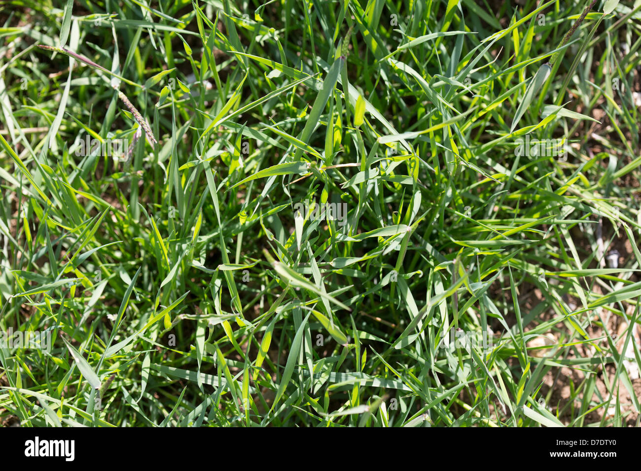 Black Grass Bild Tim Scrivener 07850 303986 tim@agriphoto.com É.covering Landwirtschaft in der UKÉ. Stockfoto
