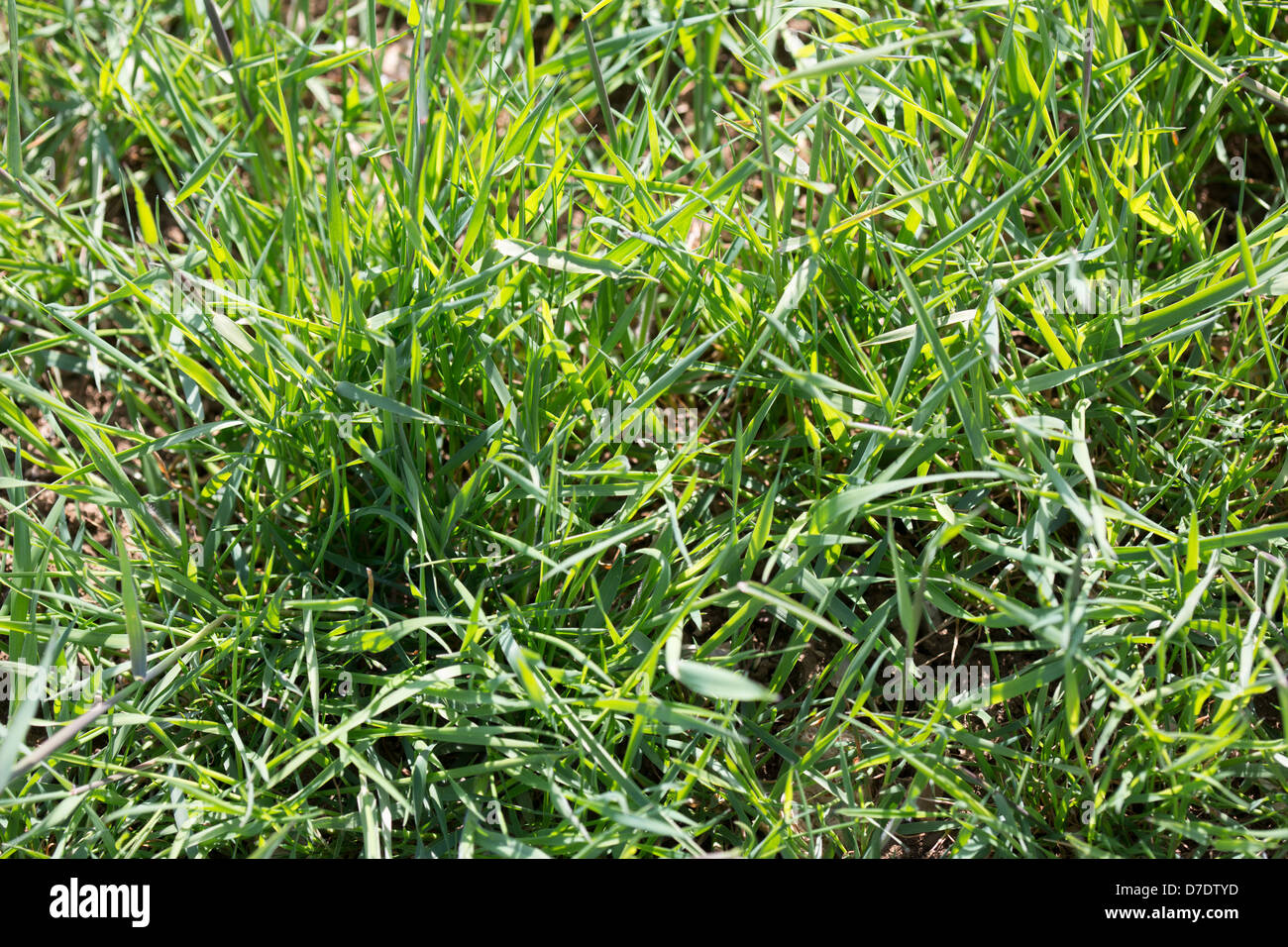 Black Grass Resistan Bild Tim Scrivener 07850 303986 tim@agriphoto.com É.covering Landwirtschaft in der UKÉ. Stockfoto