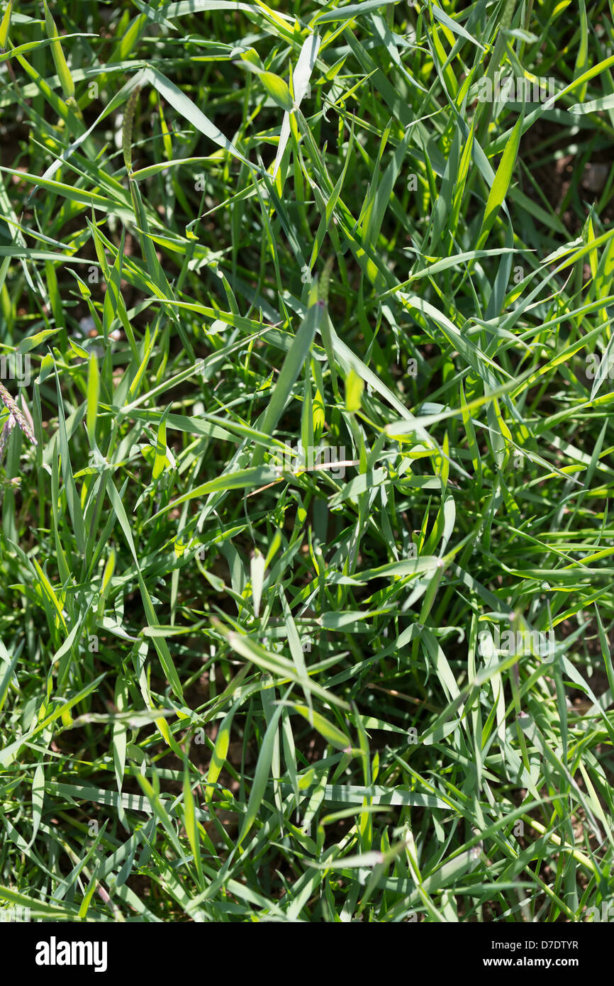 Black Grass Bild Tim Scrivener 07850 303986 tim@agriphoto.com É.covering Landwirtschaft in der UKÉ. Stockfoto