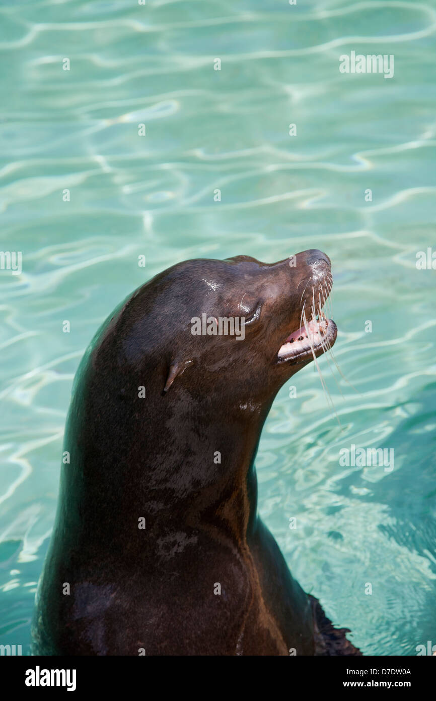 Siegel-Porträt Stockfoto