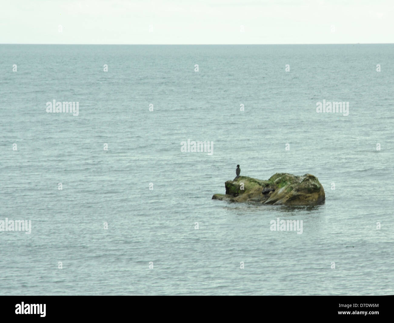 Sea Bird setzte auf Felsen in der Nordsee Stockfoto