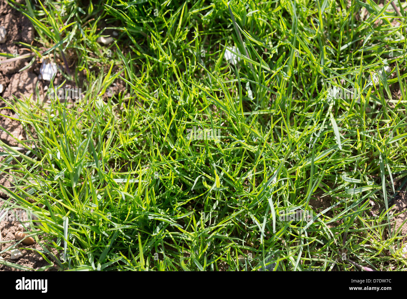 Grobe gestielt Meadow Grass Bild Tim Scrivener 07850 303986 tim@agriphoto.com É.covering Landwirtschaft in der UKÉ. Stockfoto