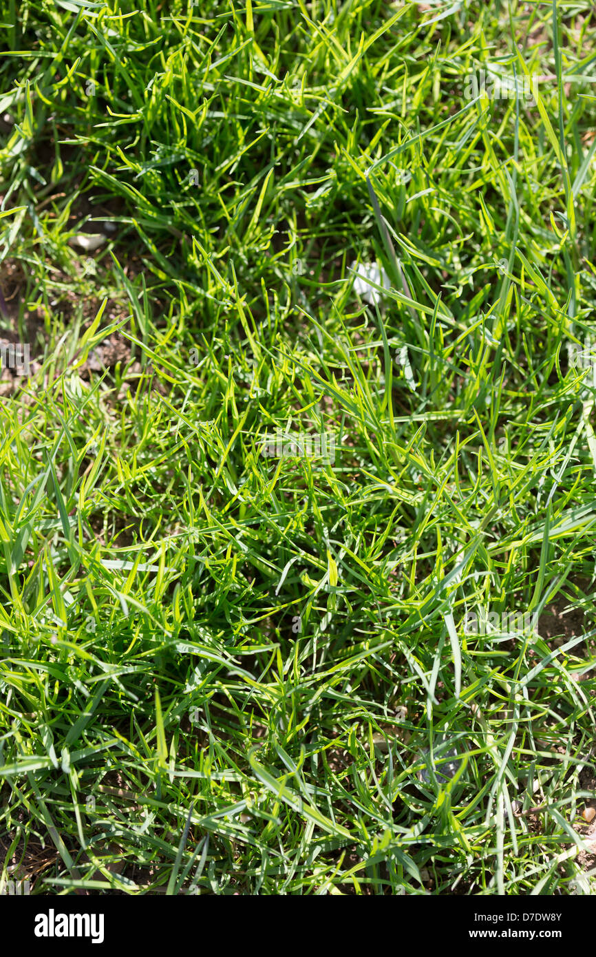Grobe gestielt Meadow Grass Bild Tim Scrivener 07850 303986 tim@agriphoto.com É.covering Landwirtschaft in der UKÉ. Stockfoto
