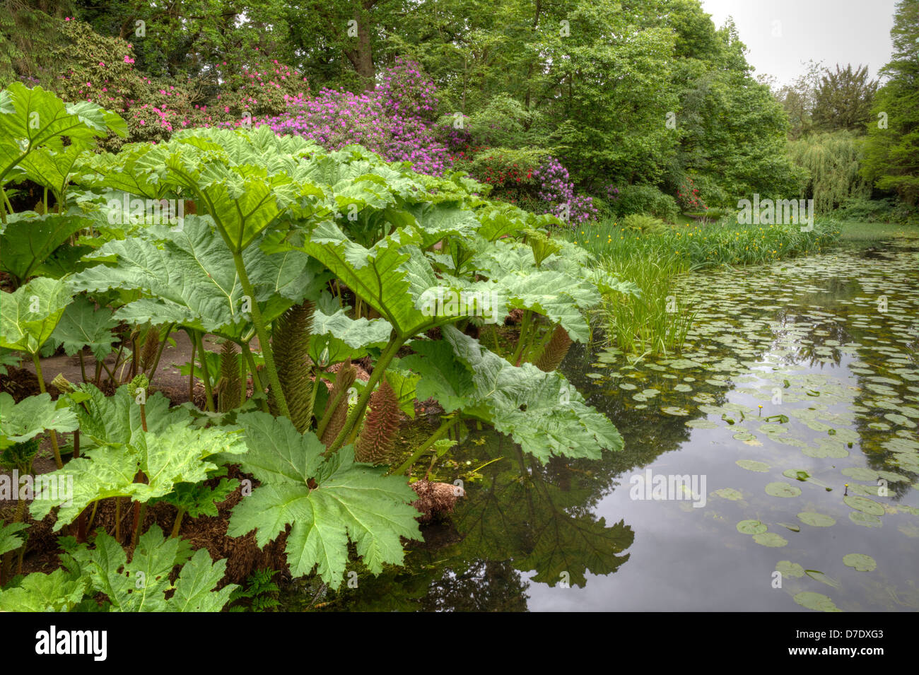 Exotische große blätterte Pflanze Gunnera Manicata am See in Tatton Park, Cheshire Stockfoto