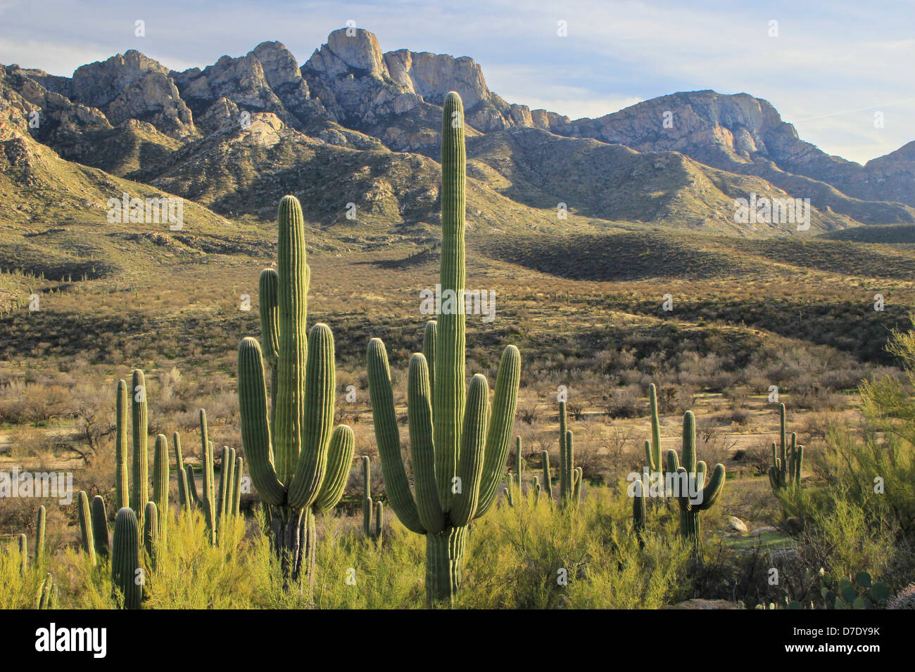 Saguaro-Kakteen in Catalina State Park, Arizona, USA Stockfoto