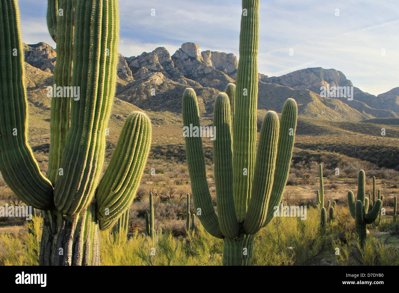 Saguaro-Kakteen in Catalina State Park, Arizona, USA Stockfoto