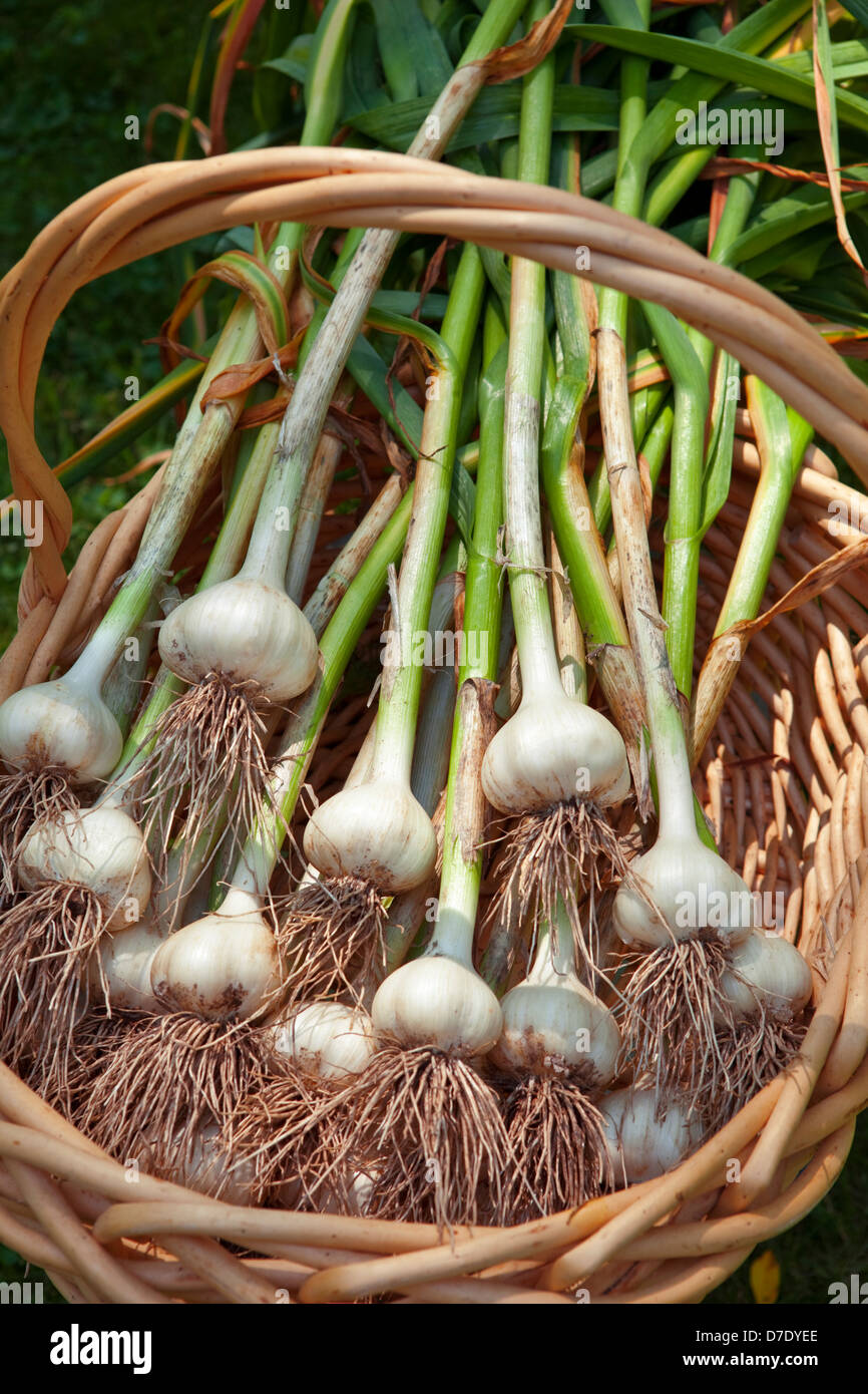 Allium Sativum Knoblauch Ernte Stockfoto