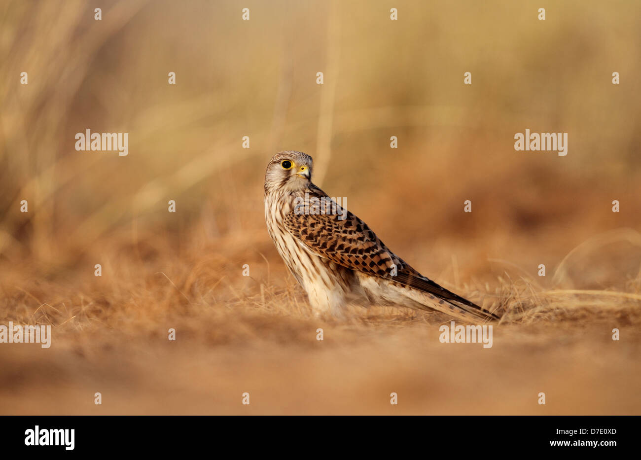 Gemeinsamen Kestrel Falco Tinnunculus in Taal Chhapar Wildlife Sanctuary, Churu, Rajasthan, Indien Stockfoto